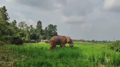 গড়বেতা ২: হাতির হানায় ভেঙে গিয়েছে অঙ্গনওয়াড়ি কেন্দ্রের জানালা-দরজা,মেরামত না হওয়ায় BDO কে স্মারকলিপি গড়বেতায়