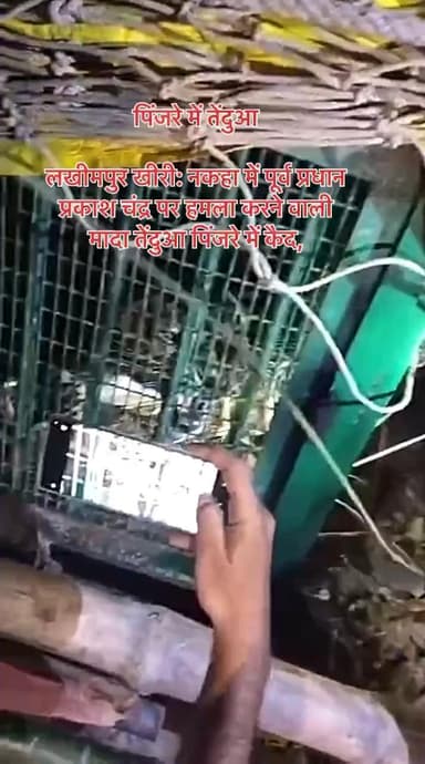 #पिंजरे में #तेंदुआ..!
लखीमपुर खीरी: नकहा में पूर्व प्रधान प्रकाश चंद्र