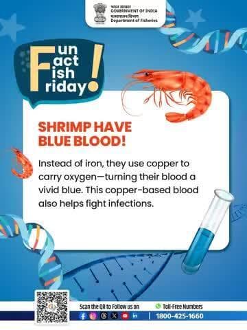 Shrimp don’t use iron like us—they use copper to carry oxygen, giving their blood a brilliant blue glow! Scientists can even check their health by the blood’s color. #ShrimpFacts #MarineBiology #DidYouKnow #FunFactFishFridays