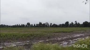 झरी जामणी: झरीजामणी तालुक्यात अतिवृष्टीचा कहर मुकुटबन सह परिसरात शेतकऱ्यांची पिके उध्वस्त