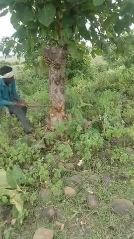 chenpura ke ati kirma me kabja karte huye jangal ki katai kar rahe he