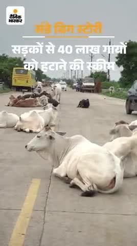 गौशाला योजना लाने वाले आज हवेली मजे कर रहे हैं और गए आज भी रोड पर ऐसे ही दर-दर भटक रहे हैं ashok n
#ashok naga