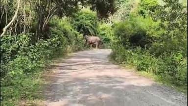 அந்தியூர்: பர்கூர் பகுதியில் எம்எல்ஏ காரை வழிமறித்த ஒற்றை யானை இந்த வீடியோ சமூக வலைத்தளங்களை பரவி பெரும் வைரல்