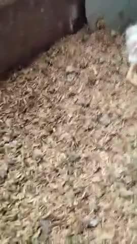 ఎల్లారెడ్డిపేట: వింత కోడి..సోషల్ మీడియాలో వీడియోలు,ఫోటోలు వైరల్