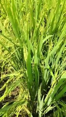 धान में होपर तेला चेपा के पूरी जानकारी आप इस लिंक पर क्लिक करें चेनल को सब्सक्राइब करें
https://youtube.com/shorts/9deO