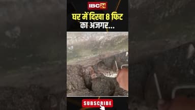 घर में 8 फिट का अजगर निकलने से मचा हड़कंप..#shorts #Seoni #mpnews #viralvideo #python