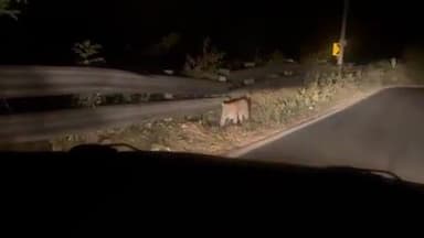 தாளவாடி: செம்மண் எட்டு பகுதியில் நெடுஞ்சாலையில் ஒய்யாரமாக நடந்து சென்ற சிறுத்தை வீடியோ சமூக வலைத்தளங்களில் பரவி பெரும் வைரல்