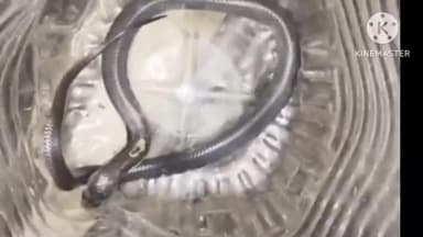 ডিমৌ: কচুমাৰীৰ এজন ব্যক্তিৰ গৃহত উদ্ধাৰ হোৱা এটা বিষাক্ত চকৰিফেঁটী  সৰ্প বন্ধু ৰমীজ আলীয়ে নিৰাপদ স্থানত মুকলি  কৰি দিয়ে