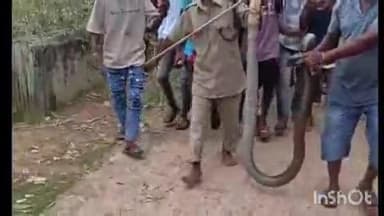 ଏମ.ଭି ୭୯: ମାଲକାନଗିରି ଜିଲ୍ଲା ଲୁଗେଲ ଗ୍ରାମରେ ଦେଖା ଦେଇଥିବା ବିଶାଳକାୟ ଅହିରାଜ ସାପକୁ ଦୁଇଘଣ୍ଟାର କସରତ ପରେ କାବୁ କଲା ବନ ବିଭାଗ