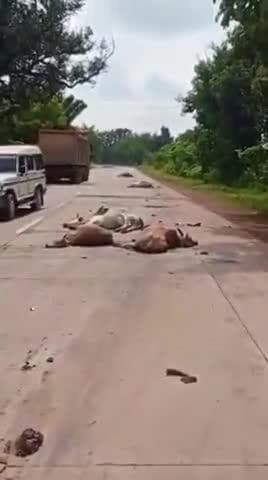 कटनी जिले के बड़वारा क्षेत्र के नायगांव ग्राम के समीप राष्टीय राज्य मार्ग 43 में एक अज्ञात वाहन ने रोड में गौवंश के झुंडो