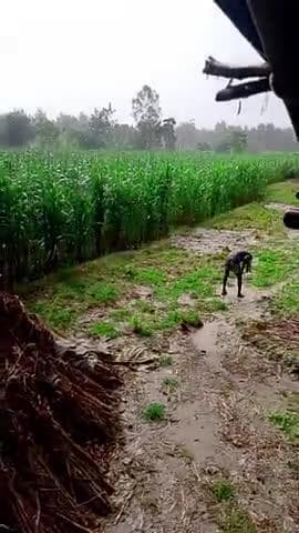 जिला अमरोहा ग्राम पंचायत मंगरौली गांव हथियाखेड़ा में जोर दार धूप के साथ पड़ी जोर दार बारिश किसानों ने किया भगवान का शुक्