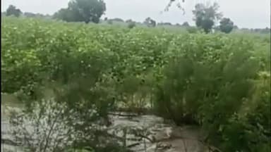 बालसमंद: हिसार में बासड़ा माइनर नहर टूटी, 100 एकड़ में जलभराव, तीन गांवों की फसलें प्रभावित