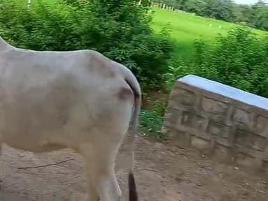 hardikalan me pashu pareshan kar rahe h