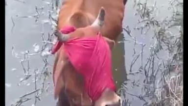 नाथूसरी चौपटा: गांव जमाल के पास शरारती तत्वों ने डे्रन नाले में आंखों पर पट्टी बांध गाय को धकेला, ग्रामीणों ने बचाया