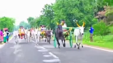 அறந்தாங்கி: மிலாடி நபி முன்னிட்டு அக்னி பஜார் இளைஞர்களால் நடத்தப்பட்ட மாட்டுவண்டி குதிரை வண்டி போட்டிகள் ரயில்வே கேட் பகுதியில் நடைபெற்றது