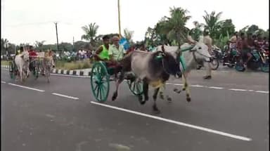 திருவையாறு: சீறிப்பாய்ந்த மாட்டு வண்டிகள் : தமிழக துணை முதல் பிறந்த நாளை ஒட்டி திருவையாறு மாட்டு வண்டி பந்தயம்