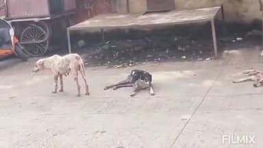 कंधार: शहरातील मोकाट व रोगग्रस्त असलेल्या कुत्र्यांचा बंदोबस्त नगर पालिकेने करावा- नागरिकांतून मागणी