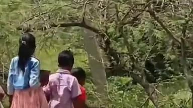 ಬಬಲೇಶ್ವರ: ದಾಸ್ಯಾಳ ಬಳಿ ಬೇವಿನ ಮರದಿಂದ ಹಾಲಿನ ಮಾದರಿಯ ನೊರೆ, ಪೂಜೆಗೆ ಮುಗಿ ಬೀಳುತ್ತಿರುವ ಜನರು