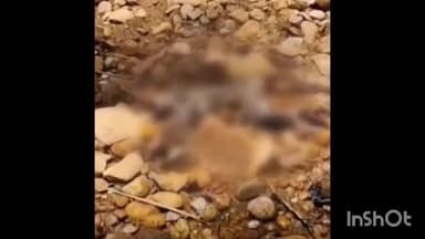 നെടുമങ്ങാട്: പാലോട് 13 കുരങ്ങന്മാരെ ചത്ത നിലയില് കണ്ടെത്തി, റബ്ബർ മരത്തിലും ആറ്റിലുമായി കിടന്ന കുരങ്ങുകളെ കണ്ടത് നാട്ടുകാര്*l