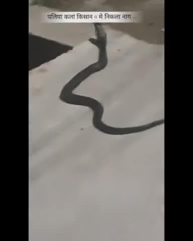 palia kalan kisan 2 me nikla 🐍 naag .or is pani ke mosam me safe reh . rescue kiya gya saap ko .🐍