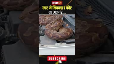 कार में निकला 7 फीट का अजगर...#shrots #barabanki #upnews #viralvideo #Python