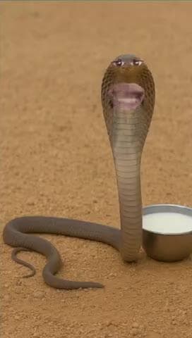 🪱साँप और मुर्गा की कहानी😁😁😁#snake #cock #funny #comedy #bhojpuri saan 8911#