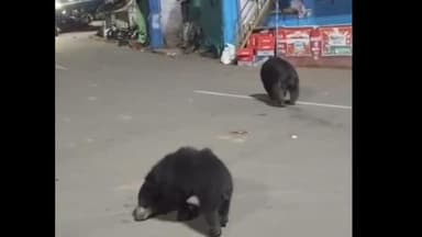 குந்தா: மஞ்சூர் கடைவீதியில் குட்டிகளுடன் உலா வந்த கரடி