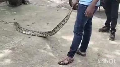 सोनपेठ: खडका डॅम येथे अवघड ठिकाणी जाऊन बसलेल्या अजगरास सर्पमित्रांनी केले रेस्क्यू