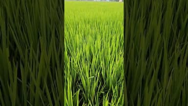 बिहार में कम वर्षा के बावजूद धान की बम्पर खेती #paddy #shorts #bihar #farming
