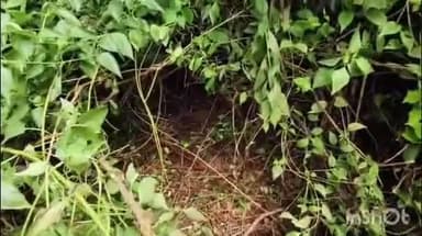 হীরবাঁধ: তিলাবনী মোড় লাগোয়া এলাকা থেকে উদ্ধার হয় সদ্যোজাত শিশু কন্যা, গায়ে ফোসকা দাগ হয়েছিল জানালেন স্থানীয় বাসিন্দারা