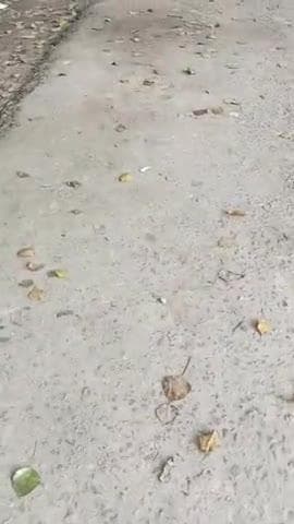 अंचल मुख्यालय परिसर डुमरिया मे शौचालय मे गंदगी का अम्बार