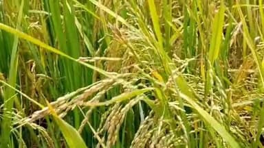 திருக்குவளை: சித்தாய்மூர் கீரம்பேர் பகுதியில் புகையான் தாக்குதல் வேளா ண்மை துறை அதிகாரிகள் ஆய்வு செய்து நடவடிக்கை எடுக்க வலியுறுத்தி விவசாயிகள் போராட்டம்