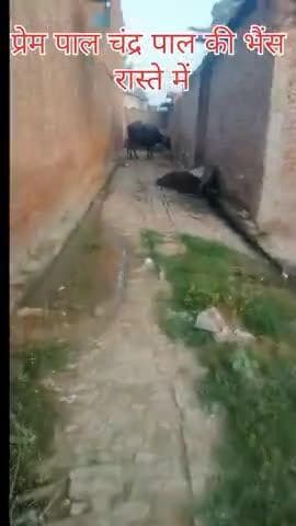 आज गांव के हाल ऐसे है क्या करे कोई कुछ करता नही हल्दी कलां का मजरा मीरगंज बरेली