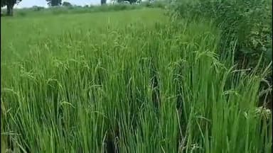 चामोर्शी: भोगणबोदी गावातील शेतकऱ्याला निकृष्ट बियाणांमुळे मोठे नुकसान; कंपनीकडून भरपाई चीं मागणी