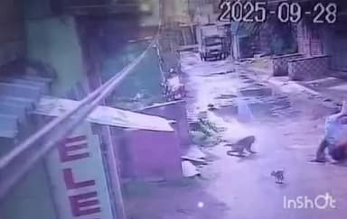 ବାରଙ୍ଗ: ବାରଙ୍ଗ ଦାଢ଼ା ପାଟଣା ଅଞ୍ଚଳରେ ରବିବାର ପାତି ମାଙ୍କଡଙ୍କ ଉତ୍ପାତ। ରାସ୍ତାରେ ଲୋକଙ୍କୁ ଗୋଡ଼ାଇ ଗୋଡ଼ାଇ କାମୁଡ଼ିଲା