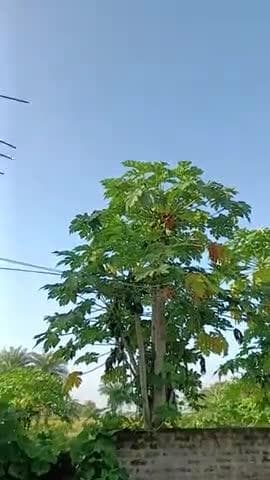 लगातार@#जिसके चलते कई जगह बरसात के कारण कई लोगों के सोयाबीन की फसल बर्बाद हो गई और देखो प्रकृति मेंहरिया बरसातके कारण का