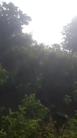 क्षेत्र के वन अधिकारियों को बताने परbवन कटाई क्षेत्र पर कोई भी अधिकारी उपस्थित नहीं हुआ