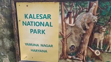 1 अक्टूबर को कलेसर नेशनल पार्क में शुरू होगी जंगल सफारी तैयारियां पूरी।