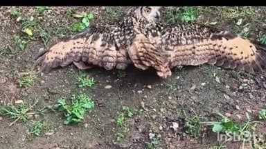 ଏମ.ଭି ୭୯: ଏମଭି ୭୯ ଅଞ୍ଛଳରେ ବିରଳ ପେଚା ଠାବ, ଉଦ୍ଧାର ପରେ ନିକଟସ୍ଥ ଜଙ୍ଗଲରେ ସୁରକ୍ଷିତ ଭାବେ ଛାଡିଲେ ଗ୍ରାମବାସୀ