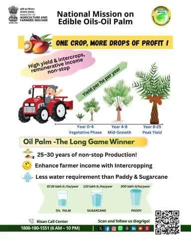 Plant oil palm today, reap prosperity for decades! High yield, assured returns & sustainable farming – more profit drops! 🌴💧
#OilPalm #NMEO_OP