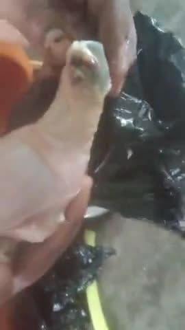 Sultanpur Patti murge mein kide nikal rahe hain