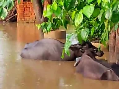 ghati bale bypass ke pass gharo me pani bhar gaya h sadak ke neeche pipe nhi diya thekedaar ne