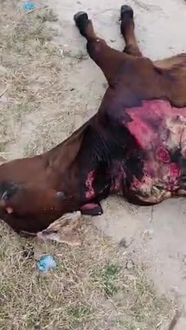 बेछवाडी पुलिया के पास अभी किसी बस से नंदी महाराज का एक्सीडेंट हो गया नंदी महाराज की दर्द नाक मौत अचरोल गौ रक्षक टीम