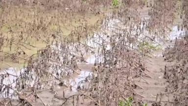 అల్లాదుర్గం: గుండు వాగు వల్ల దెబ్బతిన్న పంటలను పరిశీలించిన మెదక్ జిల్లా కలెక్టర్ రాహుల్ రాజ్