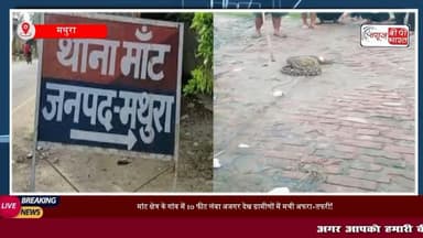 थाना मांट क्षेत्र के गांव पारासर में निकला 10 फीट लंबा अजगर, मौके पर मची अफरा-तफरी
#मथुरा #मांट #पराशर #साप