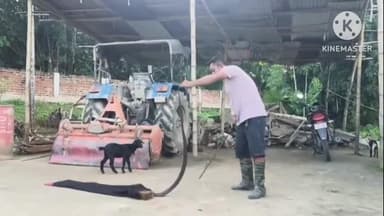 ডিমৌ: ৰজাবাৰী বকুলডুবা গাঁৱত এটা বিষাক্ত চকৰীফেটি সাপ উদ্ধাৰ,সৰ্প বন্ধু ৰমিজ আলীয়ে সাপটো উদ্ধাৰ কৰি নিৰাপদ স্থানত মুকলি কৰে