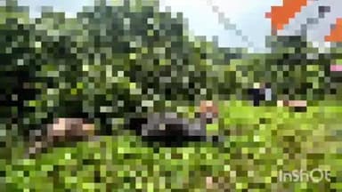 म्हसळा: म्हसळा पाष्टी येथे विजेचा शॉक लागून एकाच शेतकऱ्याची ७ गाय जनावरे ठार