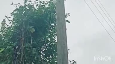 सुधागड: महावितरण कर्मचाऱ्यांच्या हलगर्जीपणामुळे विजेचा शॉक लागून चार दुधाळ जनावरांचा मृत्यू
जांभूळपाडा विजयनगर येथील दुर्घटना