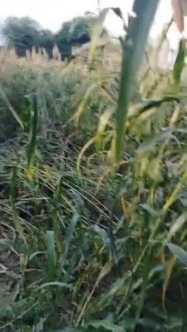 सूअरों ने फसलों को उजाड़ दिया है