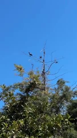#crow
काले पक्षियों की अद्भुत दुनिया 🐦 | Brewer’s Blackbird, Rook, Jackdaw, Starling | Black Birds"